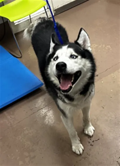 Adoptable Dog