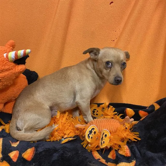 Adoptable Dog