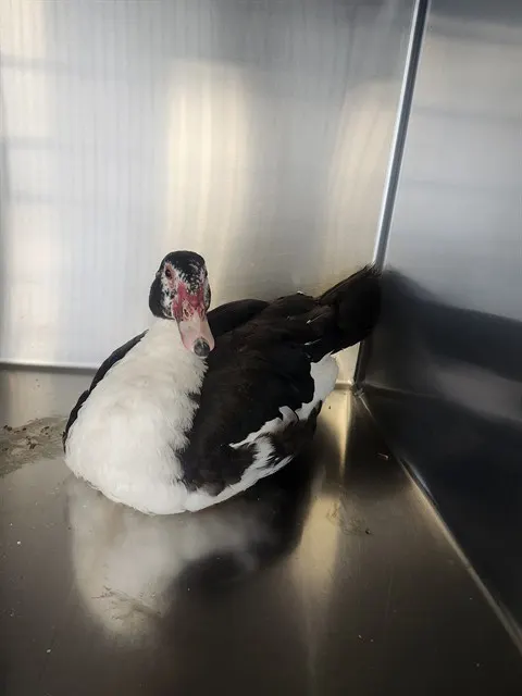 Adoptable Bird