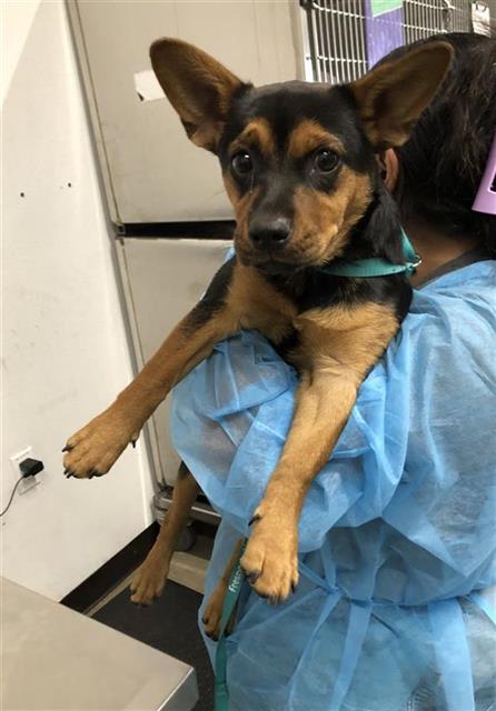 Adoptable Dog