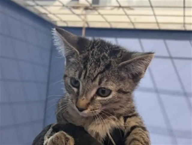 Julio
