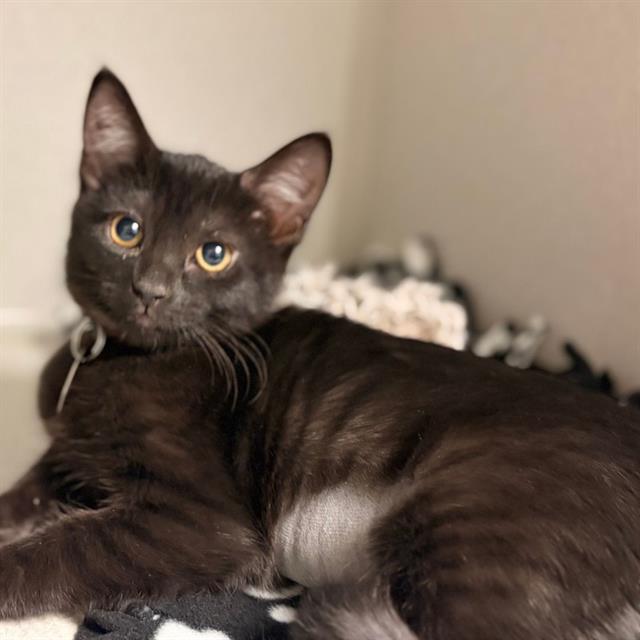 Nyx