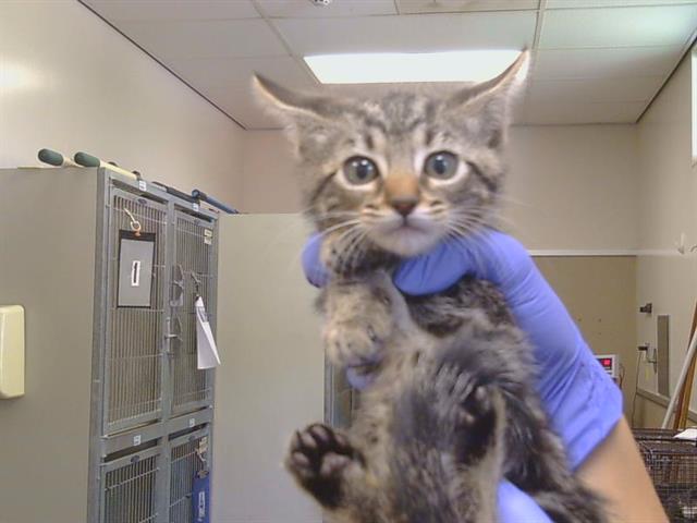 Adoptable Cat