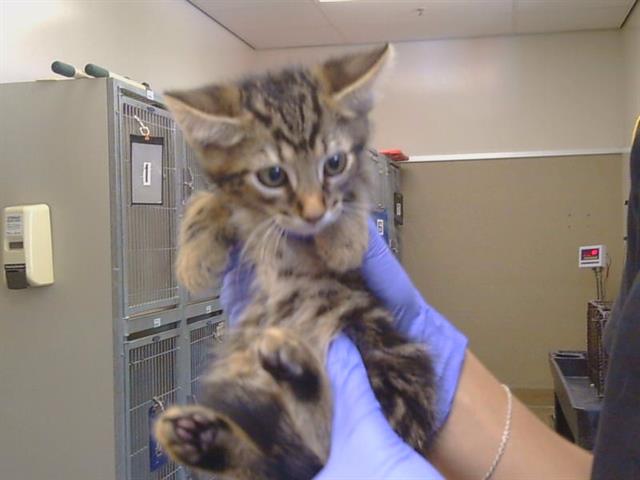 Adoptable Cat