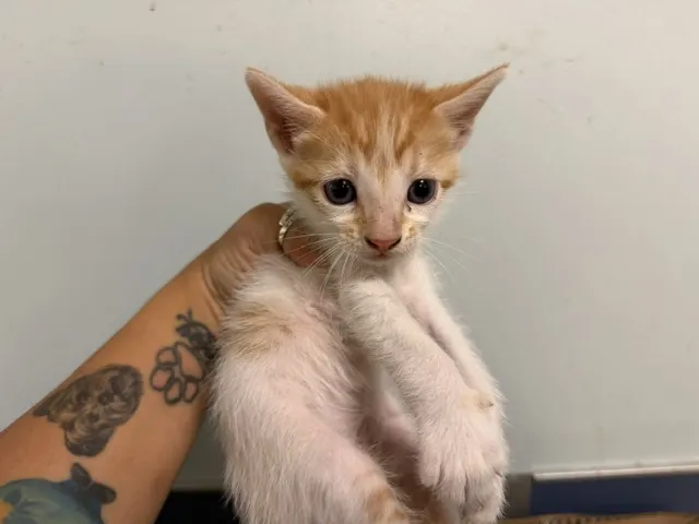 Mano