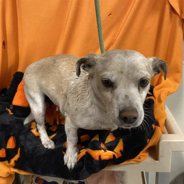 Adoptable Dog