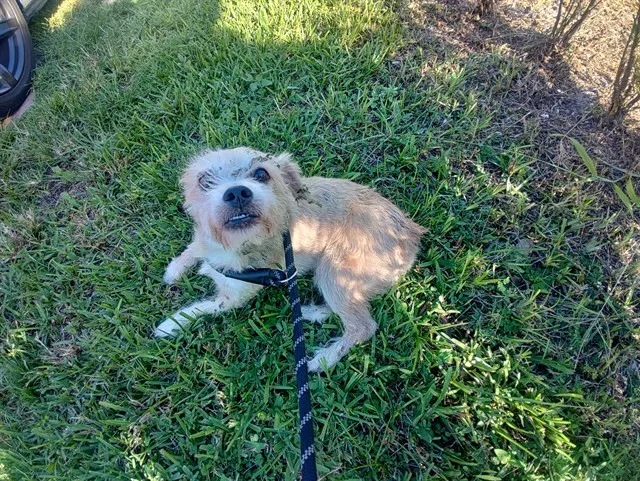 Adoptable Dog