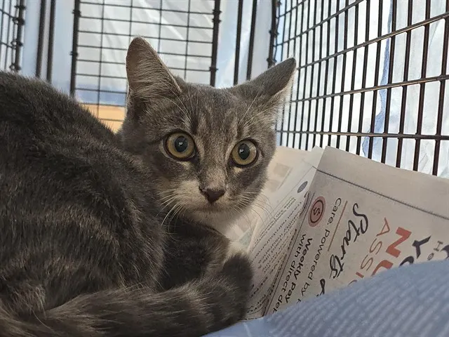 Adoptable Cat