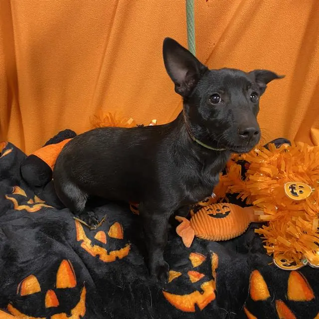 Adoptable Dog