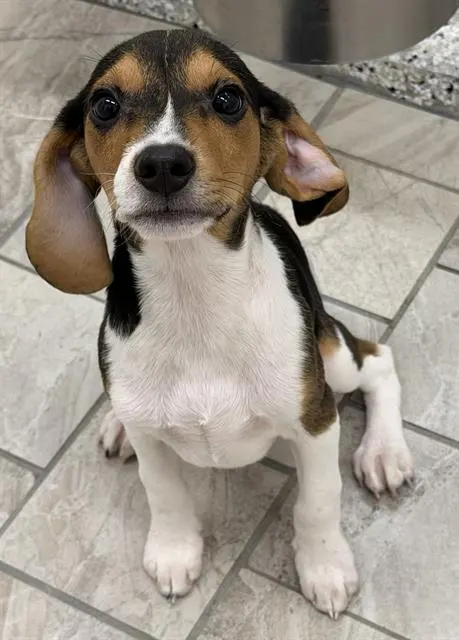 Churro