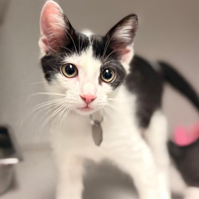 Penelope