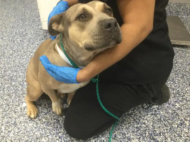 Adoptable Dog