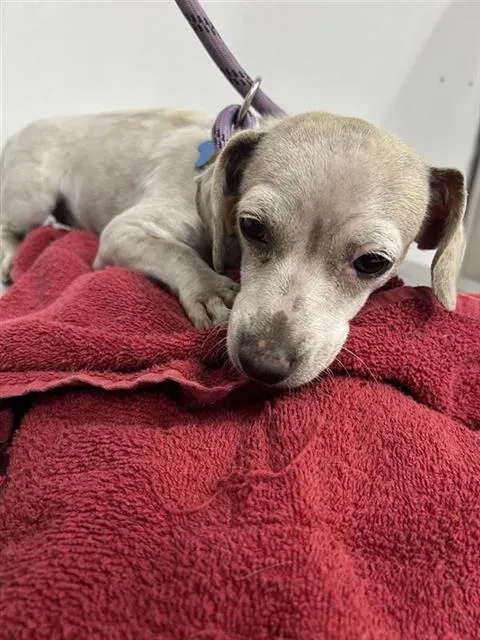 Adoptable Dog