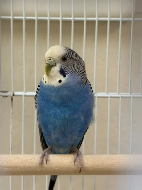 Adoptable Bird