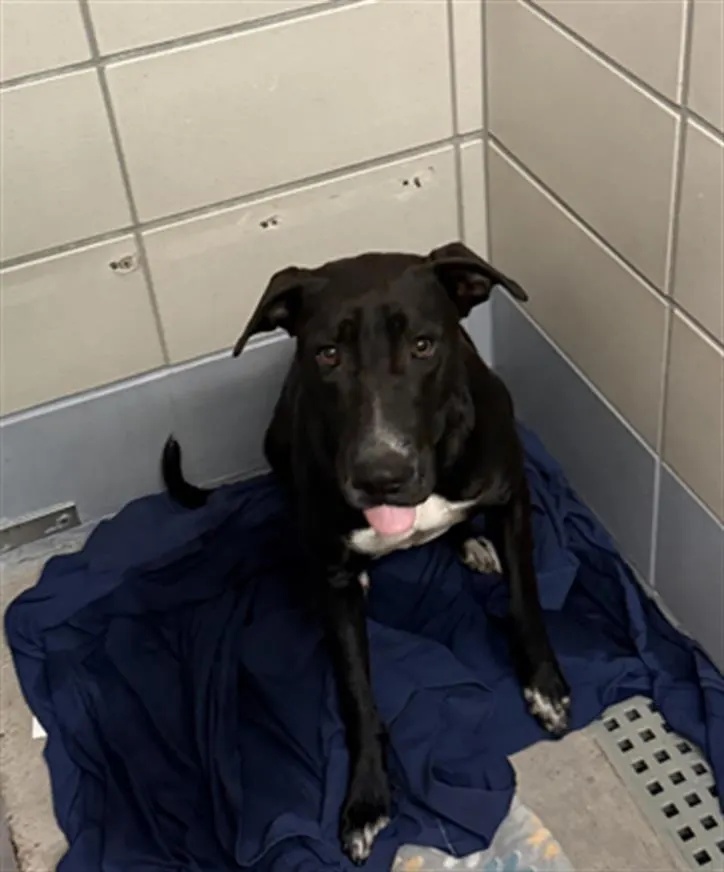 Adoptable Dog