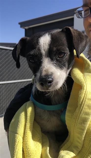 Adoptable Dog