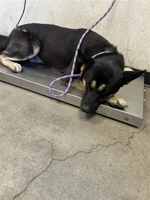 Adoptable Dog