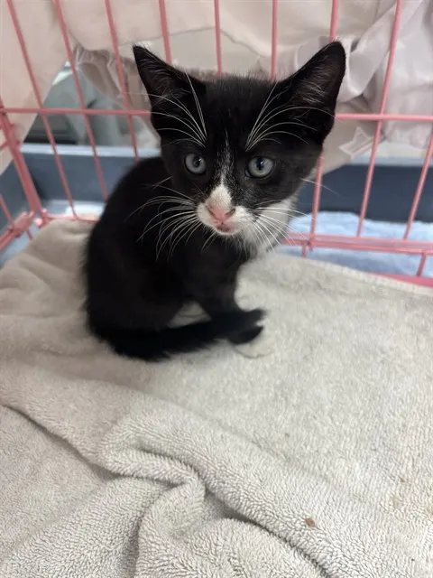 Sylvester