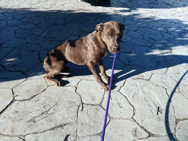Adoptable Dog
