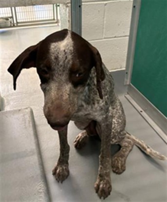Adoptable Dog