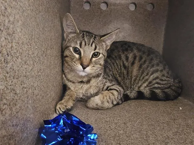 Adoptable Cat