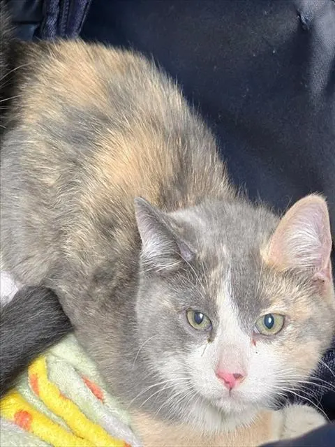 Adoptable Cat