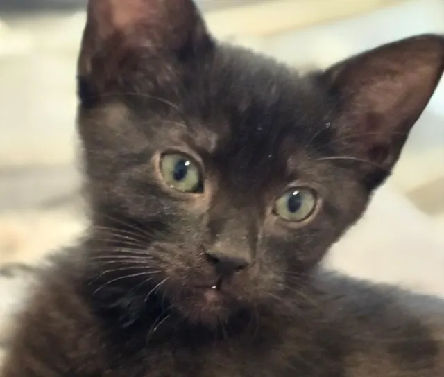 Zorro
