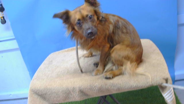Adoptable Dog