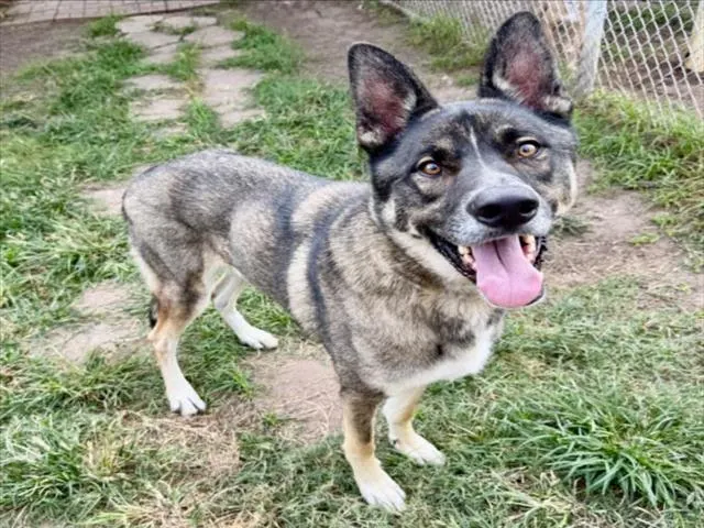 Adoptable Dog