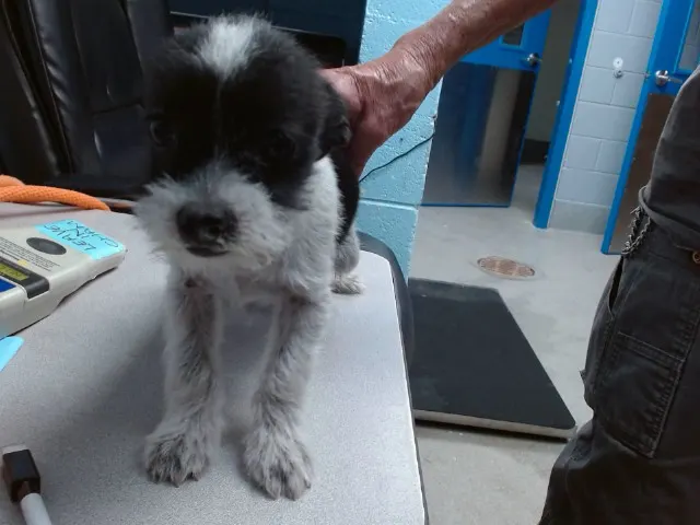 Mini Oreo