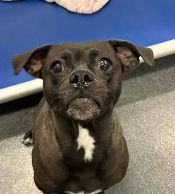 Piper