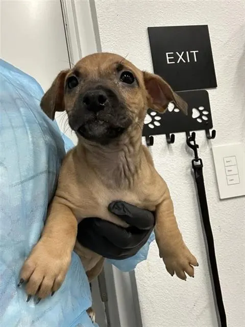 Adoptable Dog