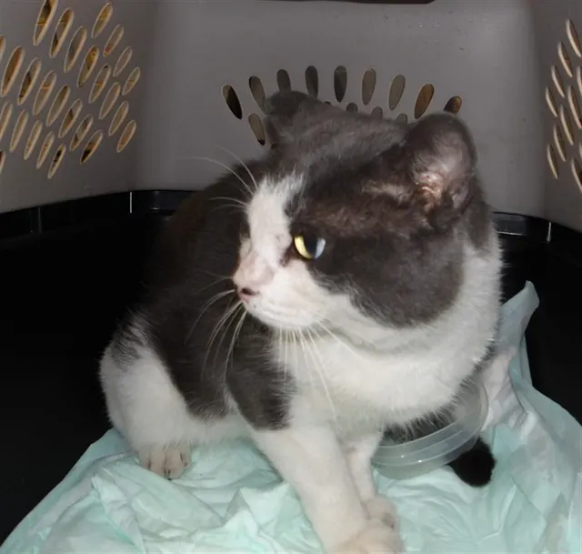Adoptable Cat