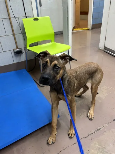 Adoptable Dog