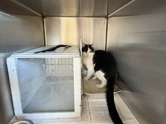 Adoptable Cat