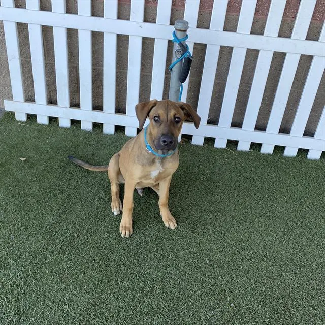 Adoptable Dog