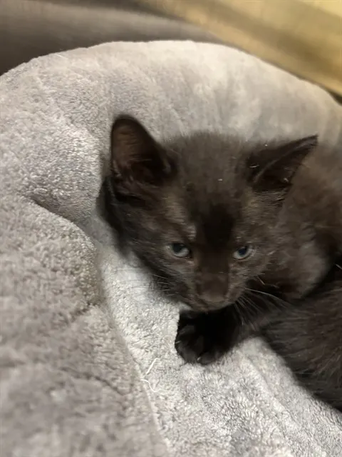 Piper
