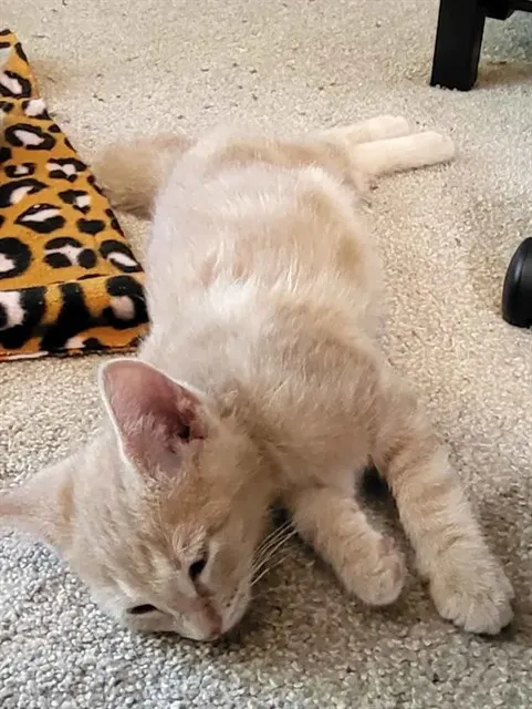 Sammy