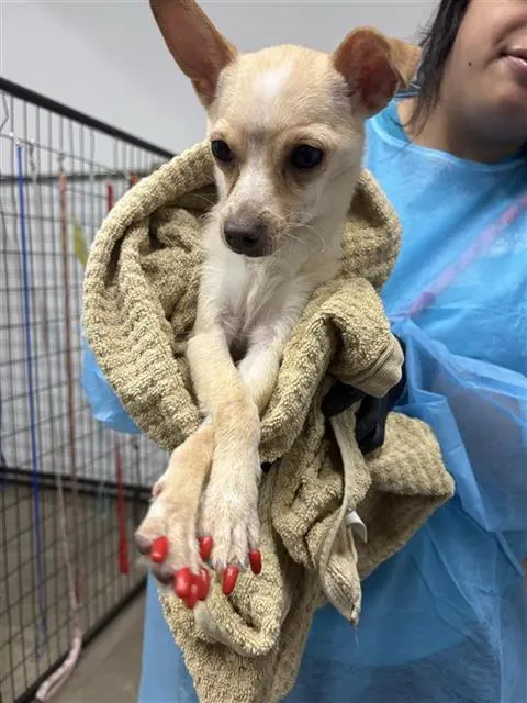 Adoptable Dog