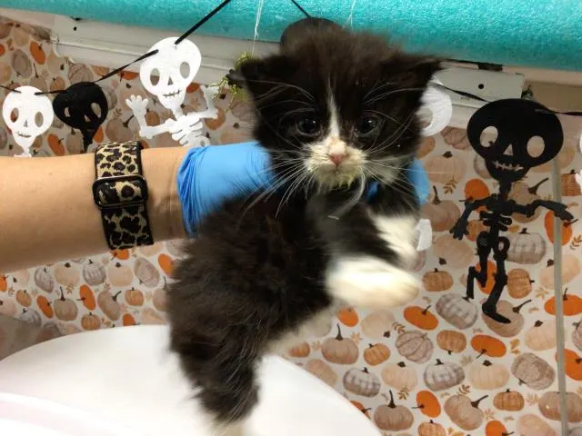 Little