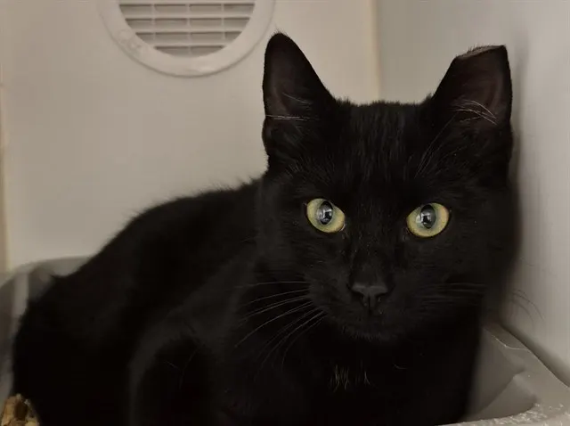 Lady Sweetie Belle