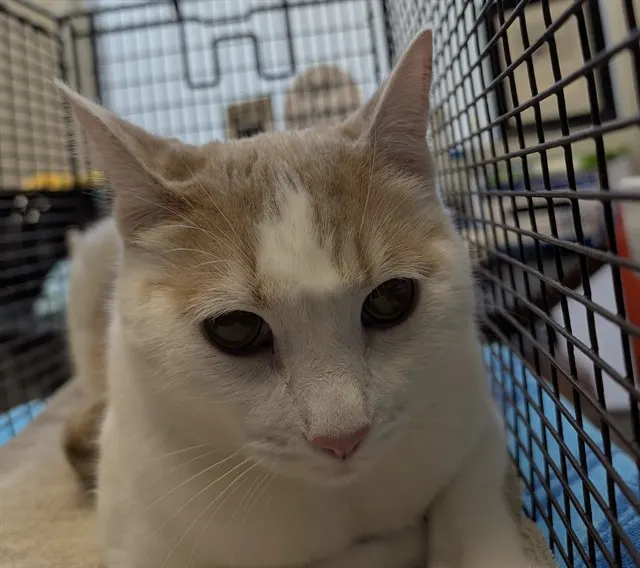 Peanut