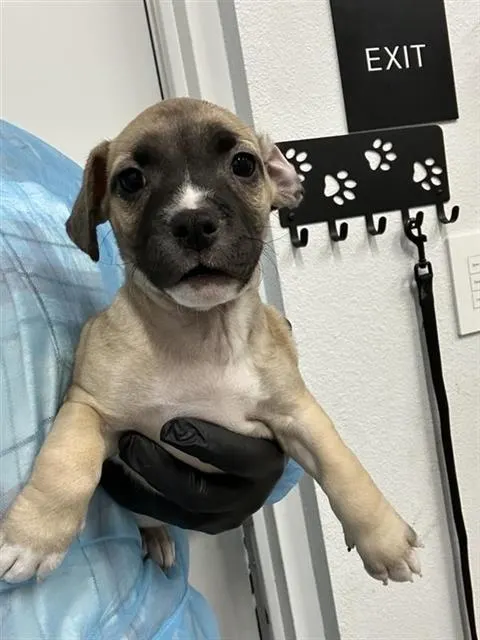Adoptable Dog