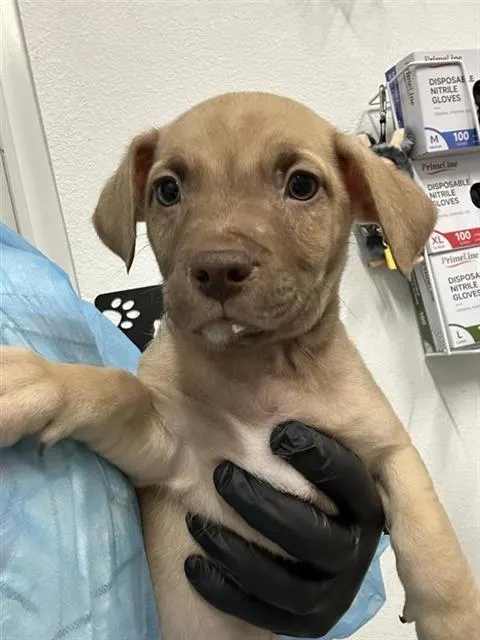 Adoptable Dog