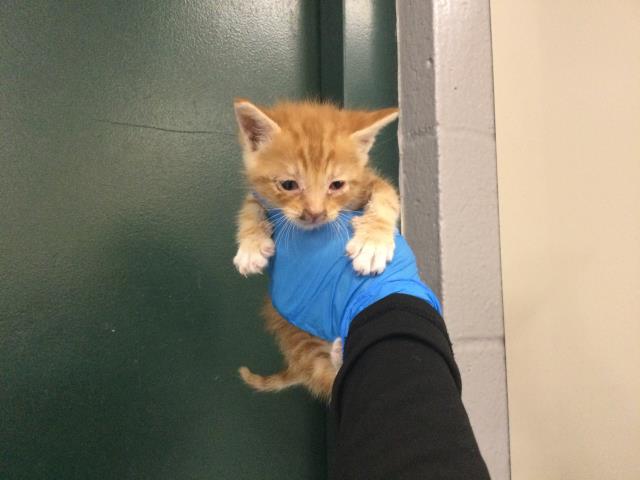 Adoptable Cat