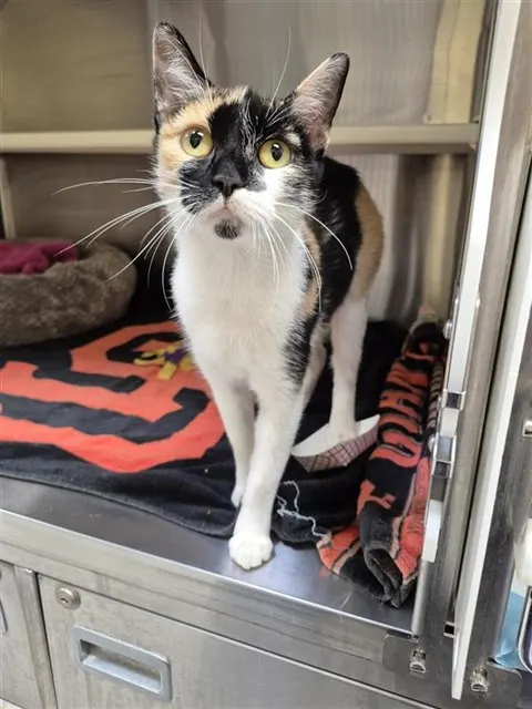 Adoptable Cat