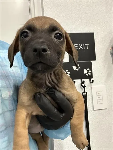 Adoptable Dog