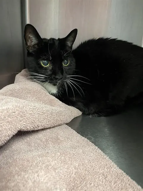 Lani