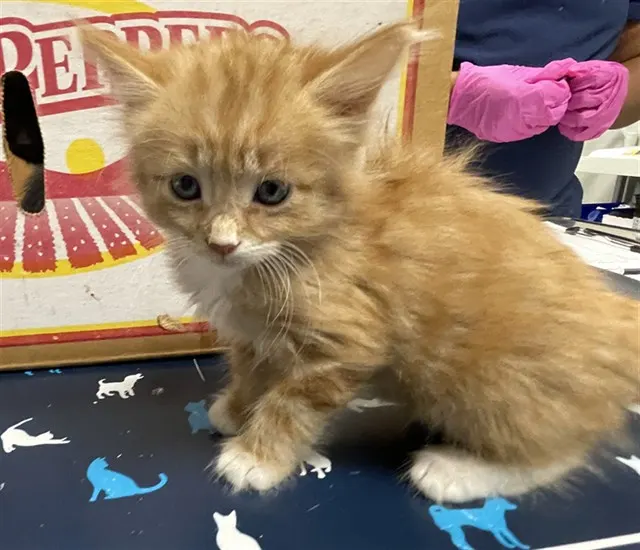 Adoptable Cat