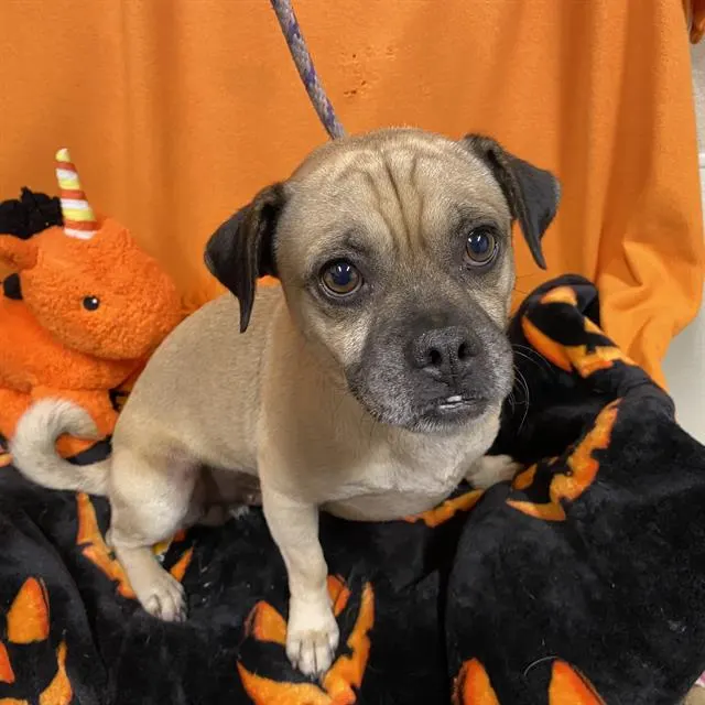 Adoptable Dog